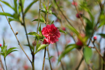 Wall Mural - red rose in the garden