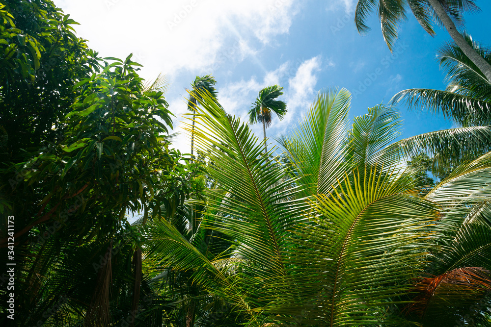 Obraz na płótnie Tropikalne rośliny i palmy na tle niebieskiego nieba w słoneczny dzień. w salonie