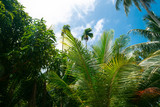 Tropikalne rośliny i palmy na tle niebieskiego nieba w słoneczny dzień.
