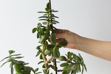 Woman Hands Holding Crassula Ovata Branch And Stick To Support Plant And Do Not Fall Down On The White Background