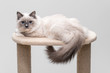 Gorgeous ragdoll cat with a curly lying on a climbing frame. Studio shot. Solid background.
