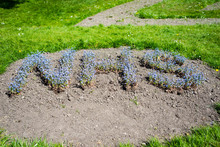 NHS In Blue Flowers In Happy Mount Park