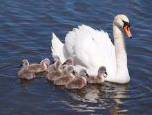 Swan With Chicks On The Water, Cygnus Olor