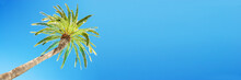 Looking Up At Leaning Palm Tree Against Blue Sky, View From Below, Tropical Travel And Tourism Panoramic Background