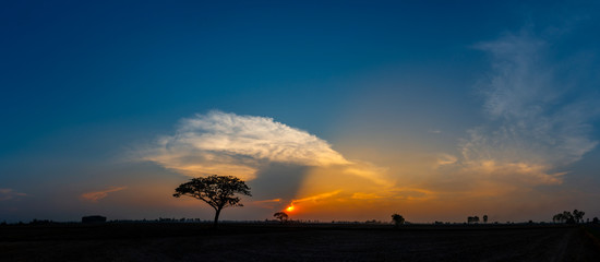panorama silhouette tree in africa with sunset.tree silhouetted against a setting sun.