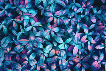 Aufkleber - Creative layout made of blue nature leaves. Flat lay. Leaves texture background, blue and pink purple tone.