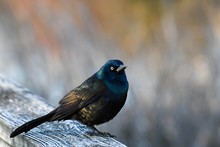 Beautiful Shot Of A Grackle Bird On The Wooden Log In The Forest