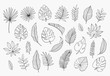 Tropical Leaves in doodle style. Vector hand drawn black line design elements. Exotic summer botanical illustrations. Monstera leaves, palm, banana leaf.