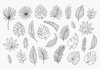 tropical leaves in doodle style. vector hand drawn black line design elements. exotic summer botanic