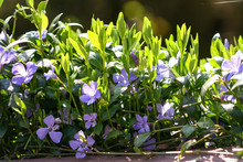 Purple Blue Flowers Of Periwinkle Vinca Minor In Spring Garden. Vinca Minor Lesser Periwinkle Ornamental Flowers In Bloom, Common Periwinkle Flowering Plant.