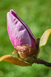 Pąk kwiatu Magnolii w zbliżeniu makro