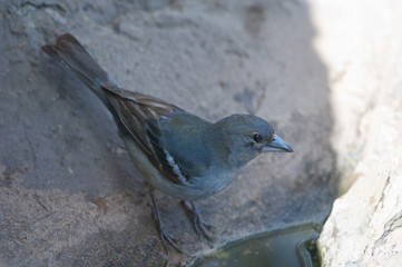 Gran Canaria blue chaffinch Fringilla polatzeki. Second year male drinking water. Integral Natural Reserve of Inagua. Gran Canaria. Canary Islands. Spain.