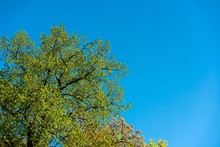 Beautiful Shot Of A Maidenhair Tree On  A Daylight