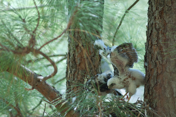 Chicks of Eurasian sparrowhawk Accipiter nisus granti in the nest. Integral Natural Reserve of Inagua. Gran Canaria. Canary Islands. Spain.