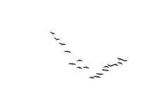 Flock Of Birds Flying Against Clear Sky