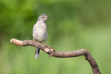 Wall Mural - The Grey wagtail on branch in a sunny day (Motacilla cinerea)