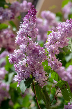 Syringa Vulgaris Violet Purple Flowering Bush, Groups Of Scented Flowers On Branches In Bloom, Common Wild Lilac Tree