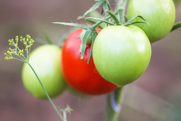 Ripe and unripe organic tomatoes growing in greenhouse