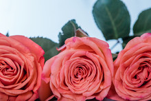 A Close Up Of Three Pink Coral Colored Roses Towards The End Of Their Bloom On A Neutral Surface With Copy Space For Text