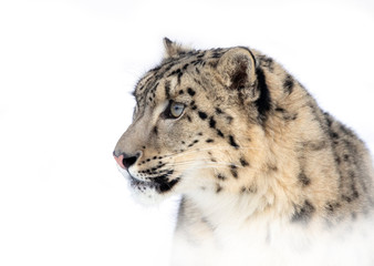Wall Mural - Snow leopard (Panthera uncia) isolated on white background portrait in winter 