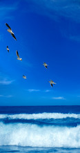 Flock Of Seagulls Flying Over Seascape With Sunny Blue Sky  