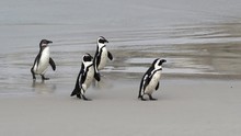 Close-up Shot Of Cute Penguins Waddling Out Of The Waves, Camera Moving From Left To Right Following The Penguins - Cape Town, South Africa