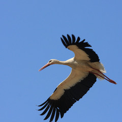 Wall Mural - Flying single white Stork during the spring nesting period.