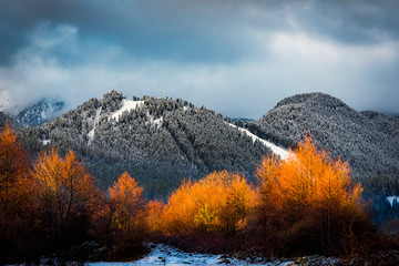 Canvas Print - sunrise trees foot of the mountains