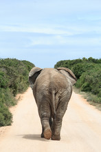 Rear Close Up View Of African Elephant Large Ears, Grey Wrinkled Skin Walking Up A Dusty Sand Coloured Road Alone At Addo National Park. Blue Sky Above, Green Bush Either Side.