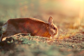 spring rabbit in a green field, easter symbol, beautiful april easter background