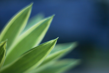 Canvas Print - Closeup nature view of green leaf   under sunlight. Natural green plants landscape using as a background or wallpaper