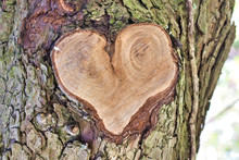 Heart Shaped Tree Trunk