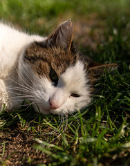 playing with my cat in the garden, coronatime, stay home