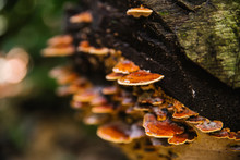 Mushroom On A Tree