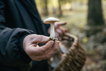 Mushroom In The Hand