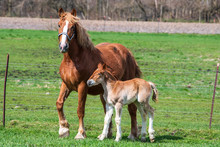 Belgian Mare And Foal