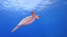 Turtle Underwater Swim Blue Waters Slow  Ocean Scenery