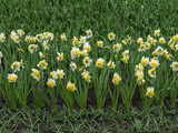 Fototapeta Tulipany - The first spring colorful flowers of daffodils planted in rows on a flower bed in the city park. Flower beds with a geometric pattern of colorful spring daffodils