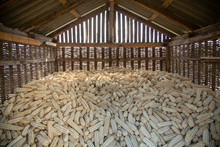 Corn Crop In The Barn. Wicker Barn, A Traditional Method Of Storing Corn In The Caucasus