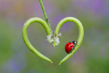 Ladybugs Making Love On A Green Twig