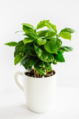 A coffee plant growing in a white mug.