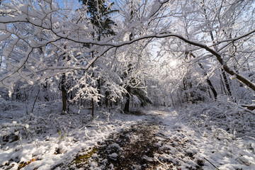 Wall Mural - Path though forest in winter at sunrise