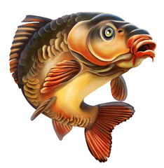 Mirror Carp Illustration. Isolated on white background.