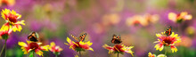Bright Natural Panoramic Background With Butterflies Sit In A Row On Flowers In A Sunny Summer Garden