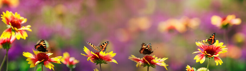 Wall Mural - bright natural panoramic background with butterflies sit in a row on flowers in a Sunny summer garden