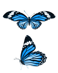 Wall Mural - beautiful blue tropical butterflies isolated on a white background. moths for design