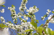 Wunderbare Kirschbaumblüte bei strahlend blauem Himmel