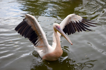 pink pelican on the water flapping wings