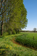 © britaseifert - Spring morning in dutch landscape. Agricultural landscape. Pine forest near green field. Sunny morning. Blue sky. Quiet place. Netherlands.