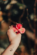 Cropped Hand Of Woman Holding Red Flower Outdoors